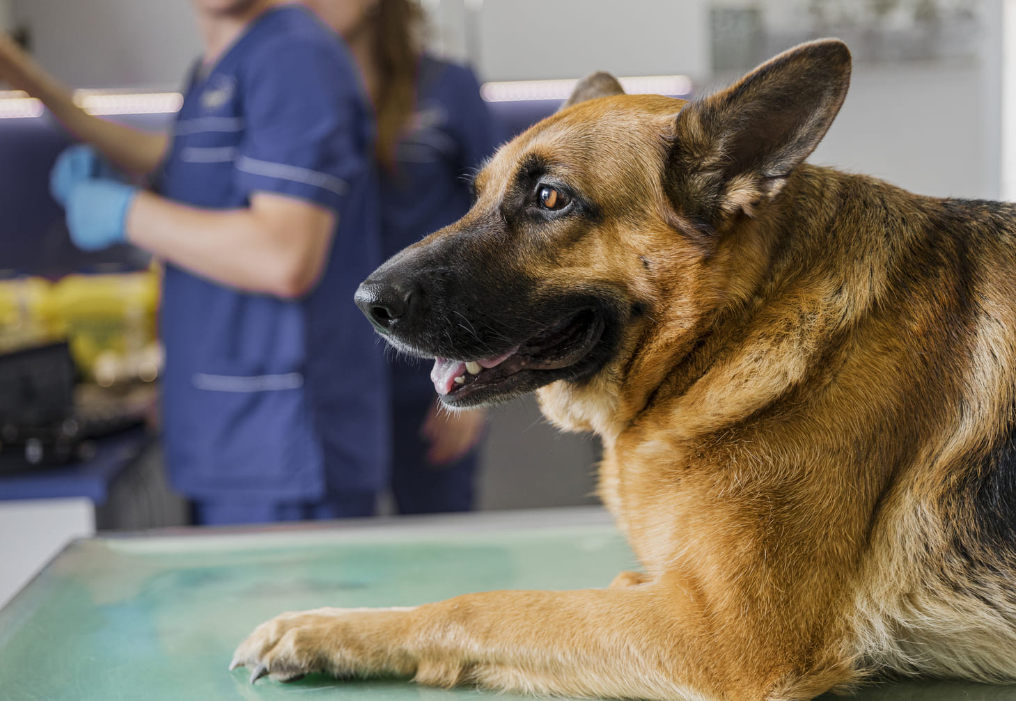 La sterilizzazione della cagna: a che serve e quali sono le caratteristiche dell’operazione.